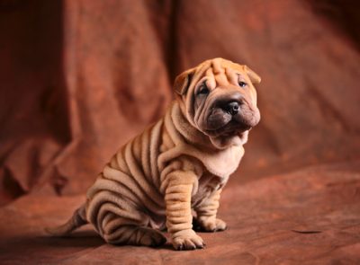 Shar-Pei