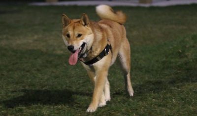 Shiba Inu