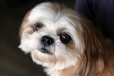 Shih Tzu
