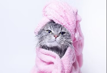 Chat