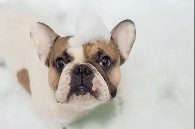 Chien